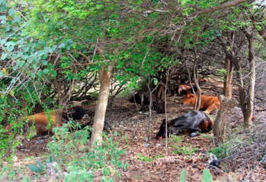 Prolonged drought leaves Carib farmers broke, worried|Prolonged drought leaves Carib farmers broke, worried