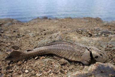 Caribbean braces for worsening drought as dry season nears