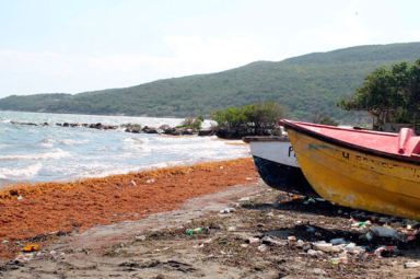 Eroded beaches littered with rotting Sargassum Seaweed have become the norm for fishers along the Hellshire bay. Scientists say both are due to the effects of climate change.