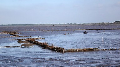 Permeable dams save mangroves in Suriname