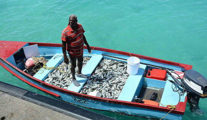 Barbados looks beyond its traditional agricultural industries into the ...