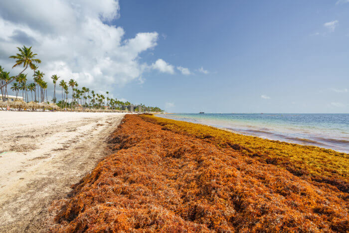 Punta Cana, Dominican Republic - June 17, 2018: :sargassum seaweeds on ocean beach in Bavaro, Punta Cana. Due to global warming, the altered ocean current bring sargasso to Dominican Republic coast. 