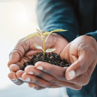 Hands, soil and person with plant for growth, ecology and environment with eco friendly investment for business. Nature, leaves and fertilizer zoom for sustainable development and carbon capture