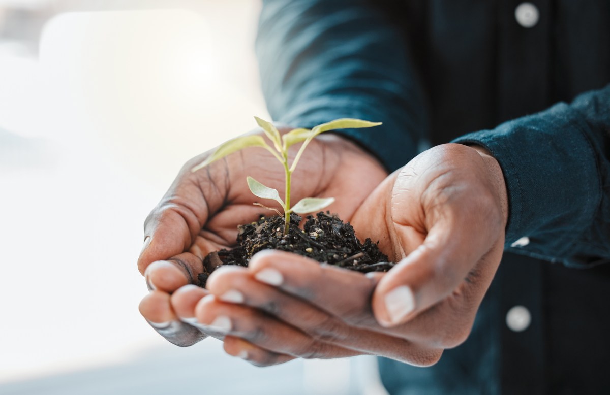 Hands, soil and person with plant for growth, ecology and environment with eco friendly investment for business. Nature, leaves and fertilizer zoom for sustainable development and carbon capture