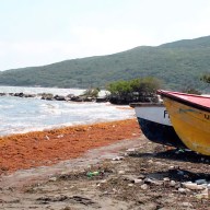 Eroded beaches littered with rotting Sargassum Seaweed have become the norm for fishers along the Hellshire Bay, Jamaica. Scientists say both are due to the effects of climate change.